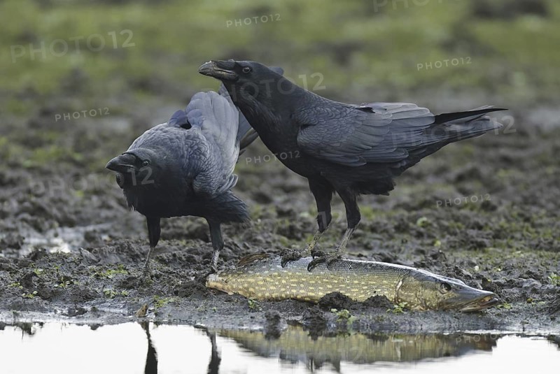 Northern Raven (Corvus corax), Lower Saxony, Germany