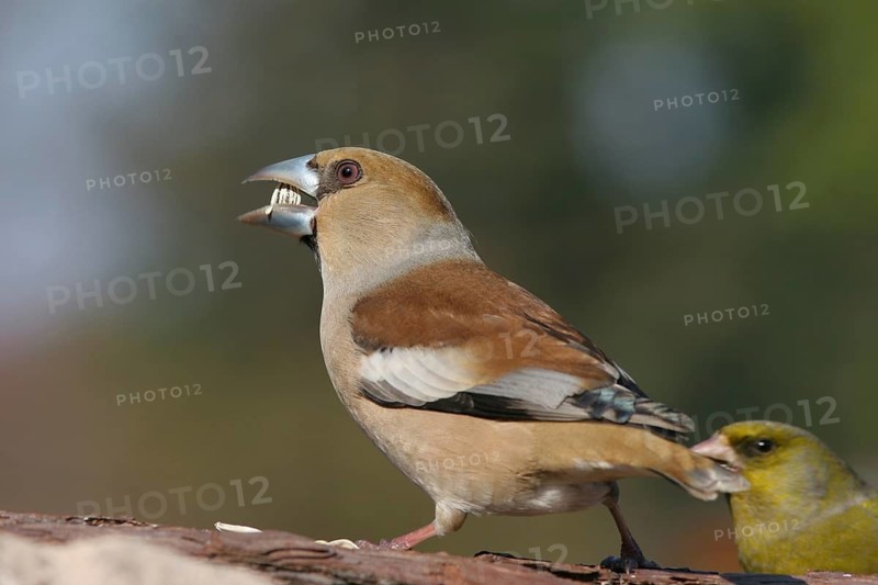 Hawfinch (Coccothraustes coccothraustes), Baden-Wuerttemberg, Germany