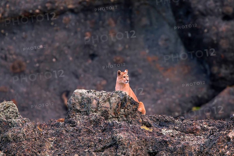Cougar (Felis concolor patagonica) wbl. Torres del Paine NP, Chile, Torres del Paine NP, South America