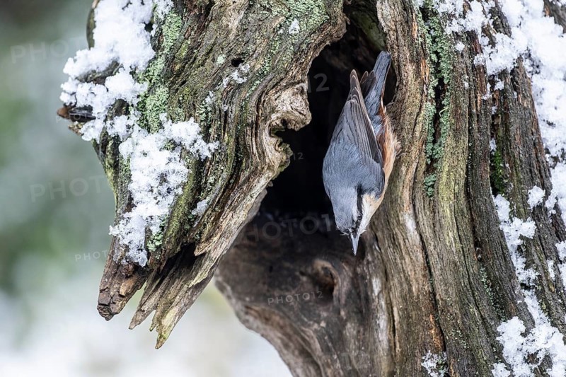 Nuthatch (Sitta europaea), Emsland, Lower Saxony, Germany