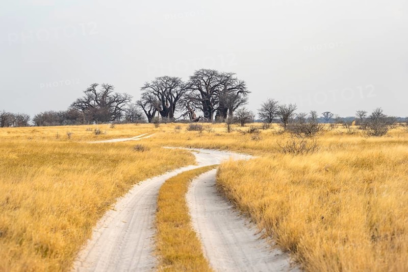 Road, track between yellow dry grass leads to Baobabs, Baine's Baobabs, Nxai Pan National Park, Botswana