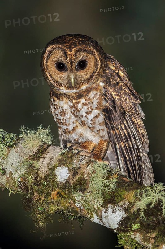 Rusty-barred Owl (Strix hylophila) perched on a branch in the Atlantic rainforest of southeast Brazil
