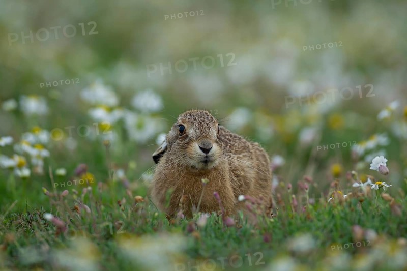 European brown hare (Lepus europaeus) juvenile leveret in a wildflower field, Suffolk, England, United Kingdom