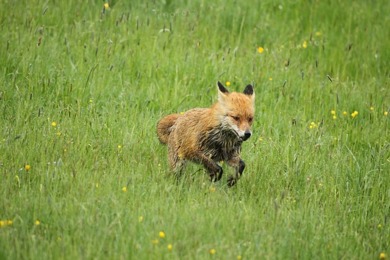 Red lynx (Vulpes vulpes) jumping through the meadow, Allgäu, Bavaria, Germany, Allgäu, Bavaria, Germany