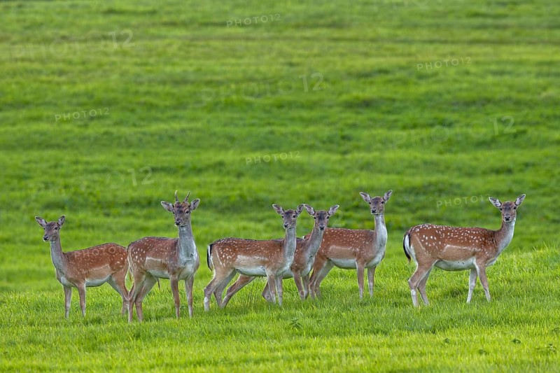 The small herd of fallow deer (Dama dama) is looking attentively towards the edge of the forest, September, Germany