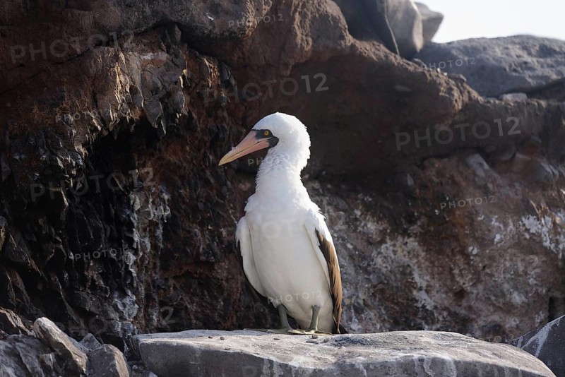 A serene Nazca booby stands gracefully on a rocky surface in the Galapagos Islands, showcasing its white plumage contrasted by a rocky backdrop