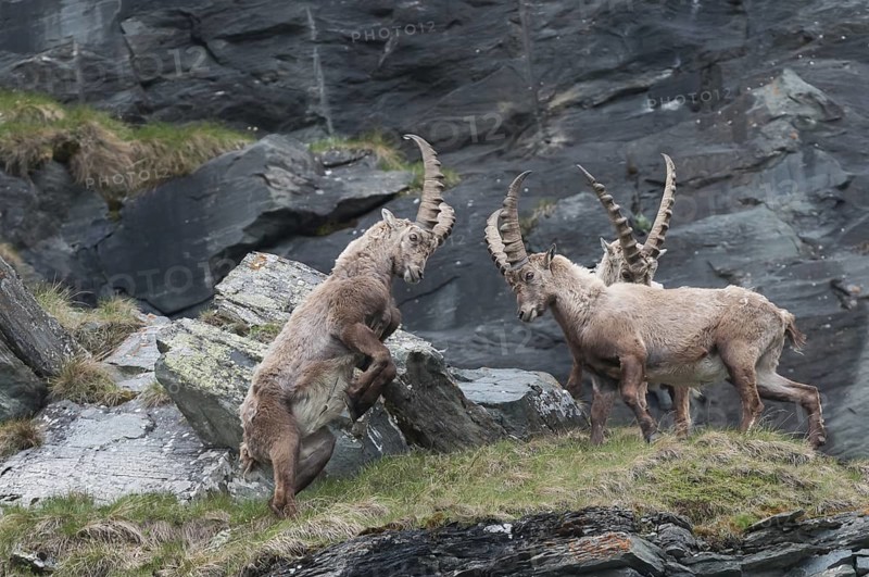 Steinböcke kämpfend in den hohen Tauern