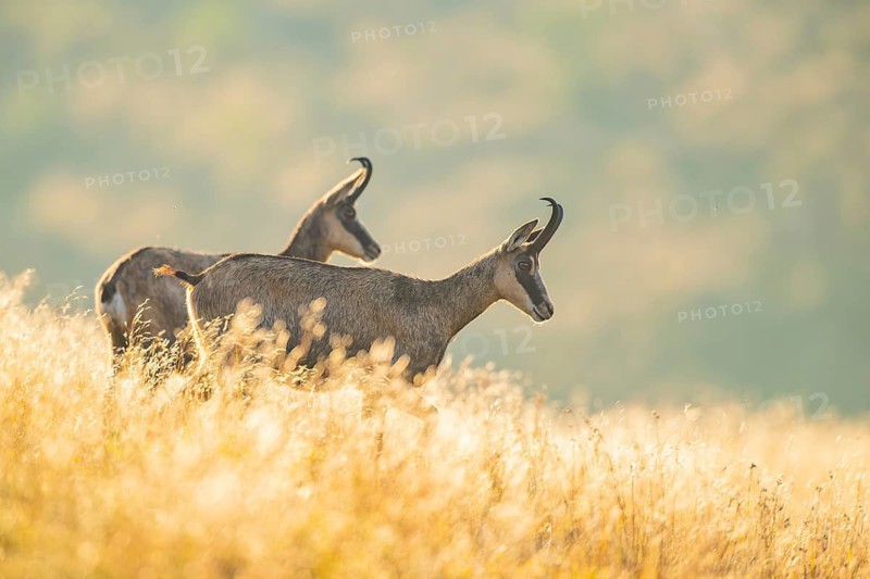 Chamois (Rupicapra rupicapra) on a meadow in the morning sun in the Vosges Mountains, wildlife, France