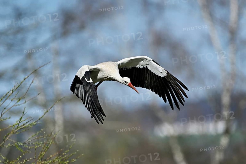 White stork (Ciconia ciconia), in flight, Canton Aargau, Switzerland