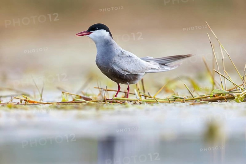 White-bearded Tern, White-bearded Tern, (Chlidonias hybridus), (Chlidonias hybrida), family of Marsh Terns, biotope, habitat, foraging, stands by water, East Khawr Khawr Ad Dahariz, Salalah, Dhofar, Oman