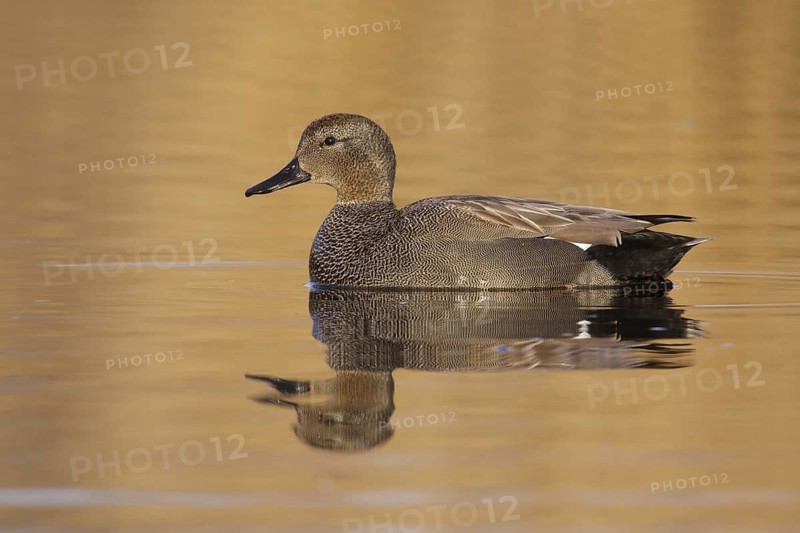 Gadwall (Mareca strepera) male, Utrecht, Netherlands