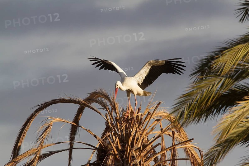 White Stork (Ciconia ciconia), Morocco