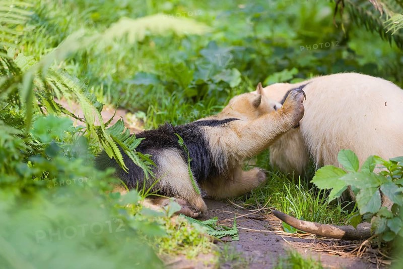One southern tamandua (Tamandua tetradactyla), standing tall, in defensive position