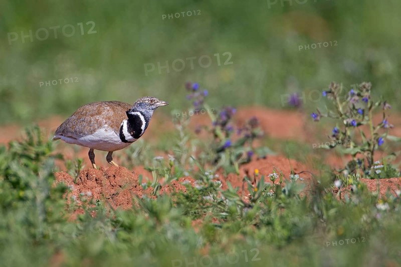 Little Bustard (Tetrax tetrax) male, Extremadura, Spain