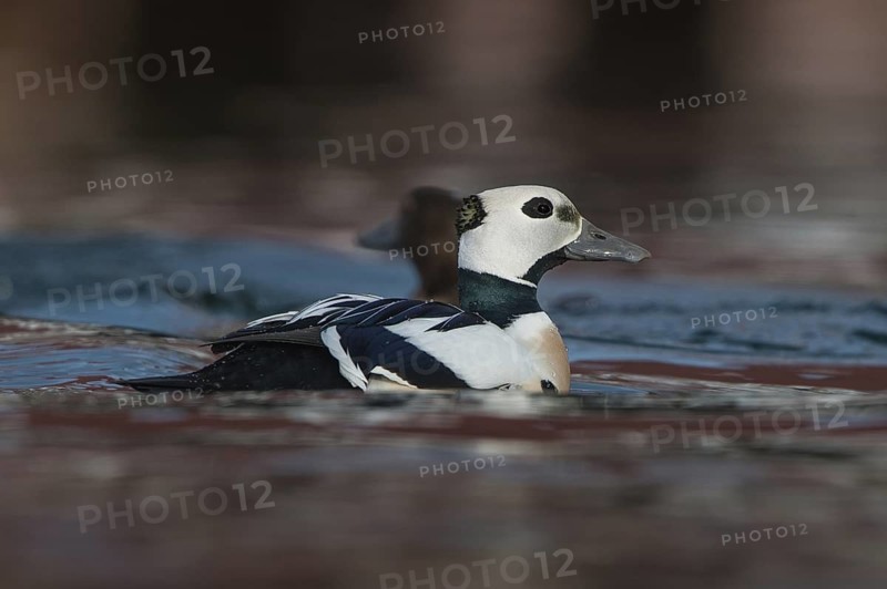 Steller's Eider (Polysticta stelleri), Varanger, Norway