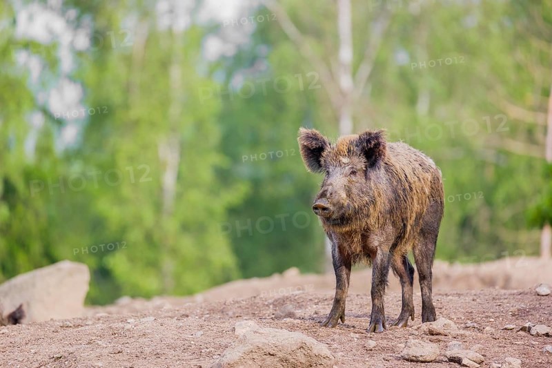 A wild boar or wild pig (Sus scrofa) stands on an opening