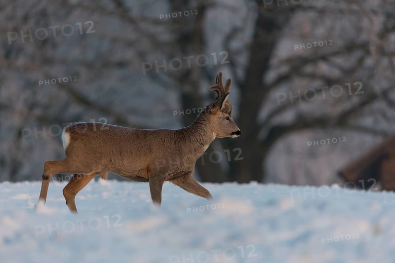 One male Roe Deer, (Capreolus capreolus), walking over a snowy meadow. Snow covered trees in the background