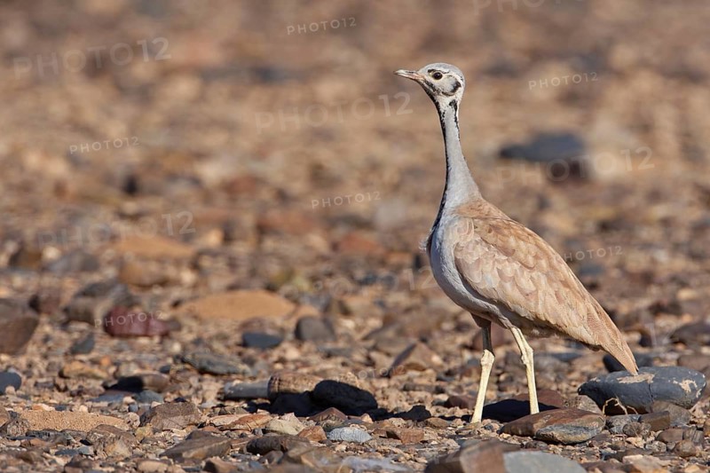 Rüppell's Korhaan (Eupodotis rueppelii), Hardap, Namibia