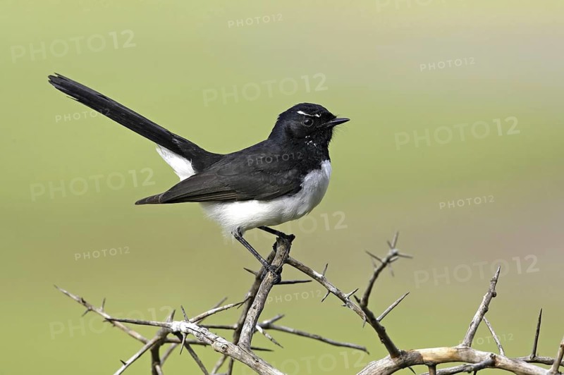 Willie Wagtail (Rhipidura leucophrys), Victoria, Australia