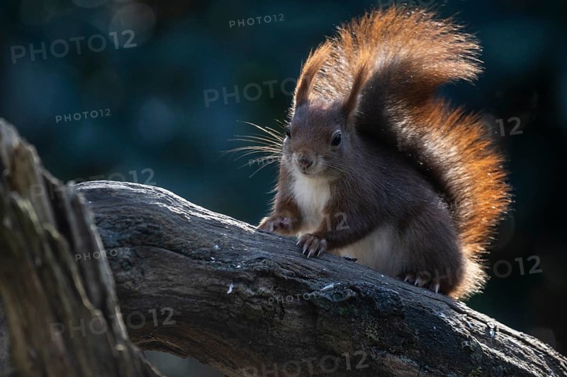 Squirrel (Sciurus vulgaris), Emsland, Lower Saxony, Germany