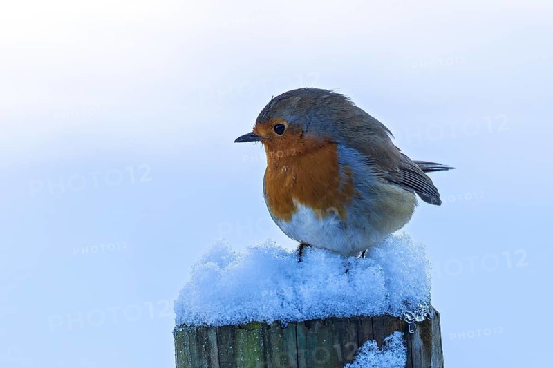 European robin (Erithacus rubecula) adult bird sitting on a snow-covered fence post in winter, Baden-Württemberg, Germany