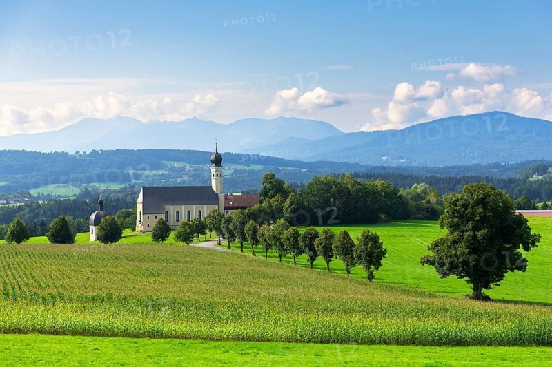 Pilgrimage church of St Marinus and Anian in Wilparting, cornfield, avenue, municipality of Irschenberg, Oberland, Upper Bavaria, Bavaria, Germany