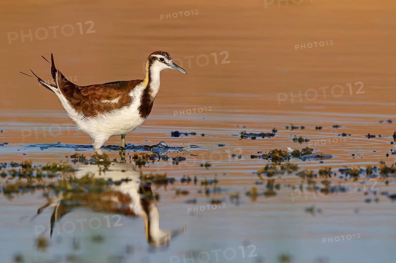 Water Pheasant, (Hydrophasianus chirurgus), Pheasant, Animals, Birds, Khawr Rawri, Salalah, Dhofar, Oman