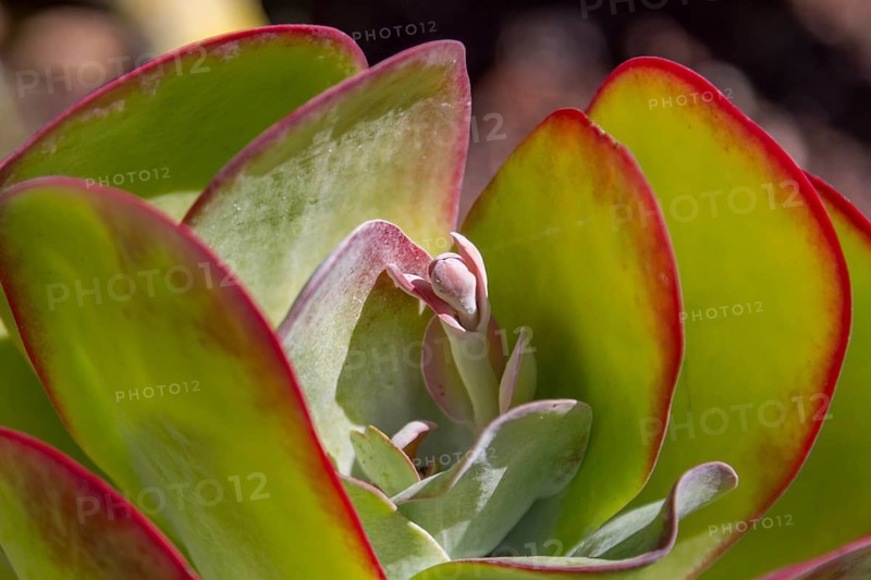 Close-up of a succulent plant with red edges on the green leaves, Aeonium, Fuerteventura, Canary Islands, Spain