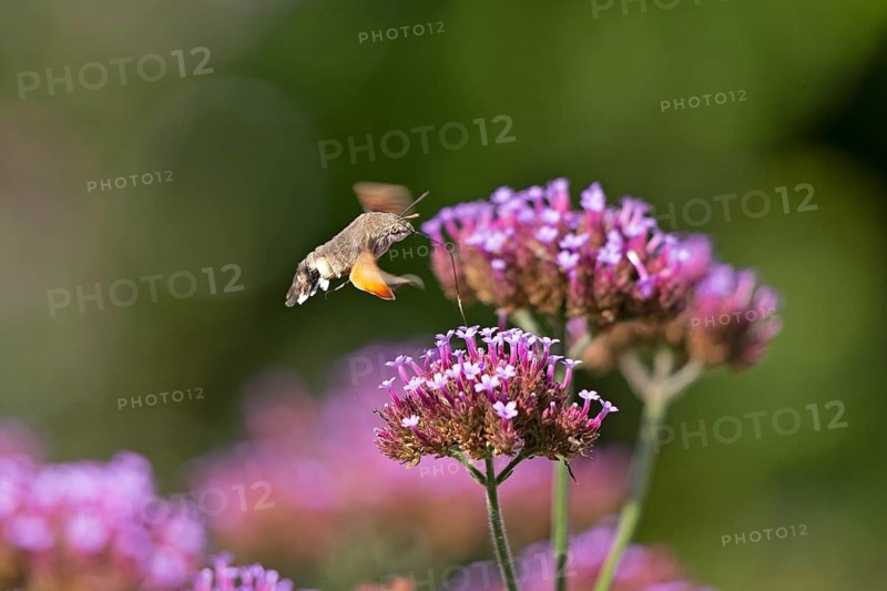 Butterfly, pigeon tail (Macroglossum stellatarum), also known as hummingbird butterfly or hummingbird hawk moth, Purpletop vervain (Verbena bonariensis), Burgstemmen, Nordstemmen, Lower Saxony, Germany