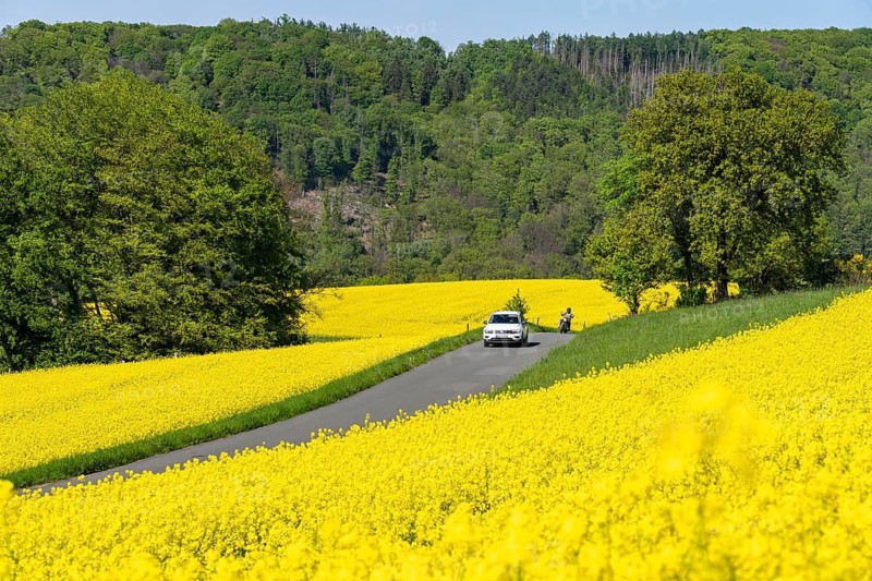 Car on a small country road through rape fields in full bloom, spring in the Elfringhauser Schweiz, hilly landscape south of the Ruhr near Hattingen-Elfringhausen, transition to the Bergisches Land, North Rhine-Westphalia, Germany