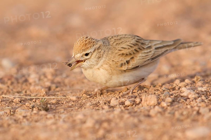 Greater Short-toed Lark (Calandrella brachydactyla), Morocco