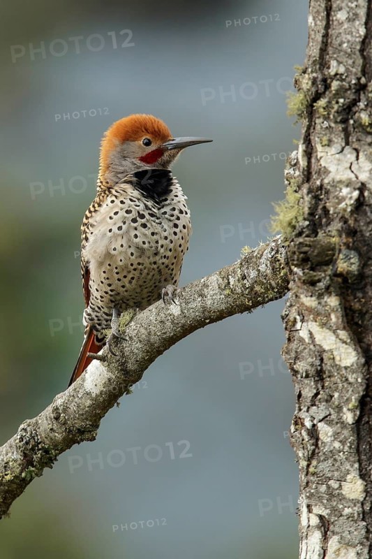 Guatemalan Flicker (Colaptes auratus mexicanoides) perched on a branch in Guatemala in Central America