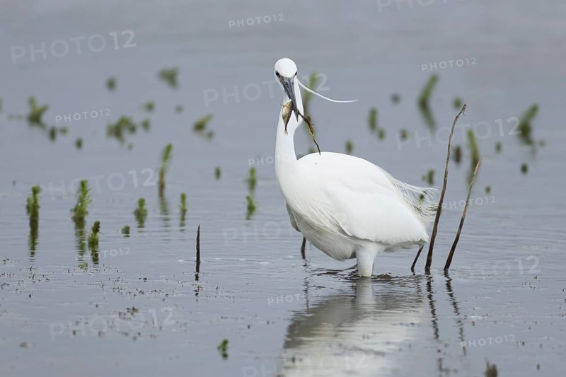 Little egret (Egretta garzetta) adult bird eating a Stickleback fish in a shallow lagoon, Suffolk, England, United Kingdom