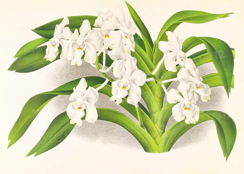 Orchid, Vanda denisoniana, authentic reproduction of an illustration by Jean Jules Linden (1817 - 1898), Luxembourgish-Belgian botanist, one of the fathers of orchid research, Historical