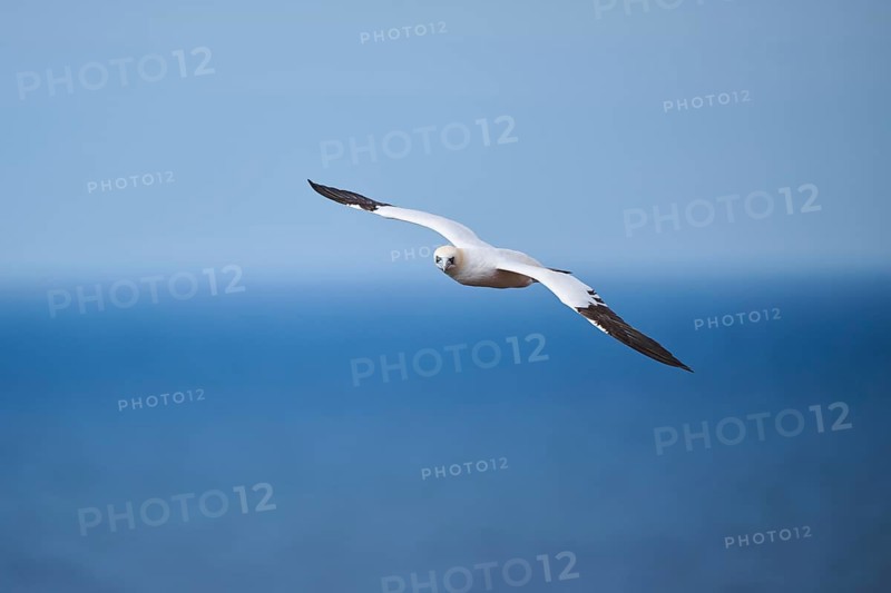 Northern gannet (Morus bassanus) flying over the sea, wildlife, Helgoland, Germany