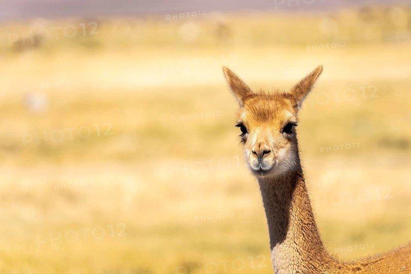 A vicuna gazes curiously in the golden landscape of the Andean Highlands, La Puna, Argentina. This graceful animal is known for its soft and valuable wool
