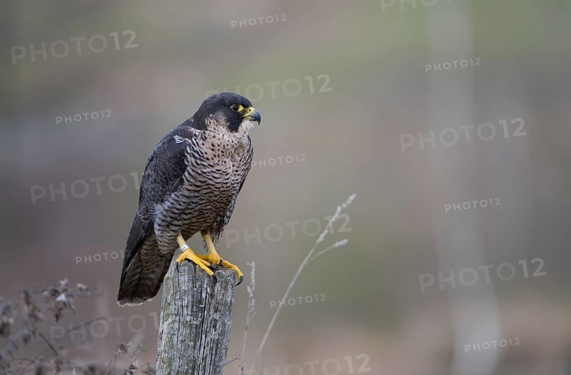 Peregrine Falcon (Falco peregrinus) female, Saxony, Germany