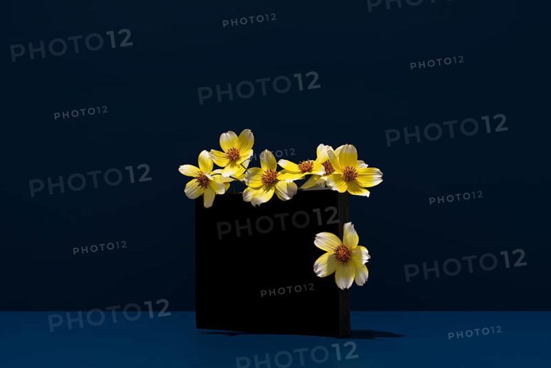 Yellow Bidens aurea flowers, also known as Aceitilla, beautifully contrast against a dark blue background highlighting their natural beauty and vibrant colors