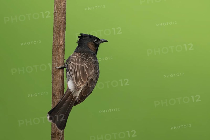 A Red-vented Bulbul (Pycnonotus cafer), Sreepur, Gazipur, Bangladesh