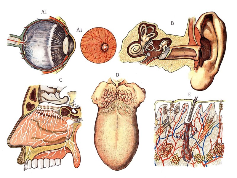 Anatomy, overview of human sensory organs, eye, ear, nose, tongue, skin, reproduction of a historical school picture, mural or teaching board, authentic, exact date unknown