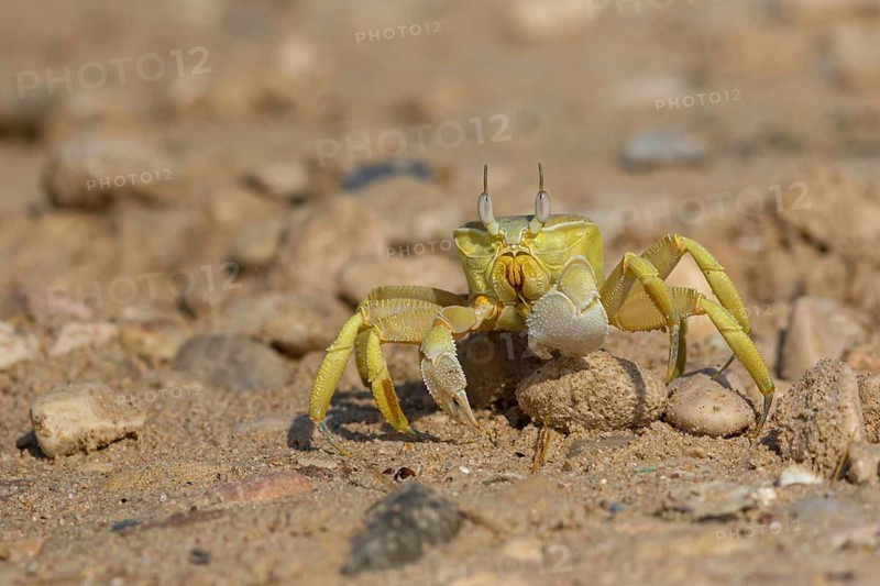 Horned ghost crab, beach, mudflat, horned eye sand crab, Indo-Pacific riding crab, Geisetr crab, crab, crayfish, decapod crab, water body, Raysut, Salalah, Dhofar, Oman