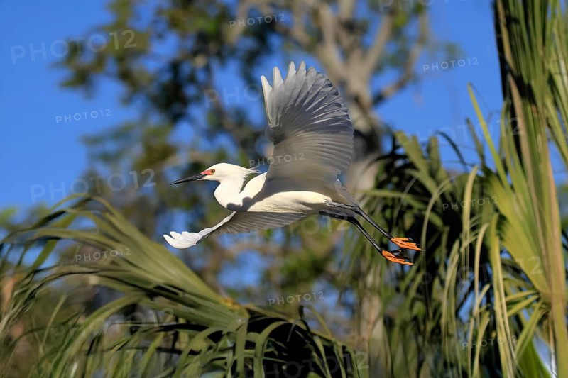 Great Egret (Egretta thula), adult, flying, St. Augustine, Florida, North America, USA