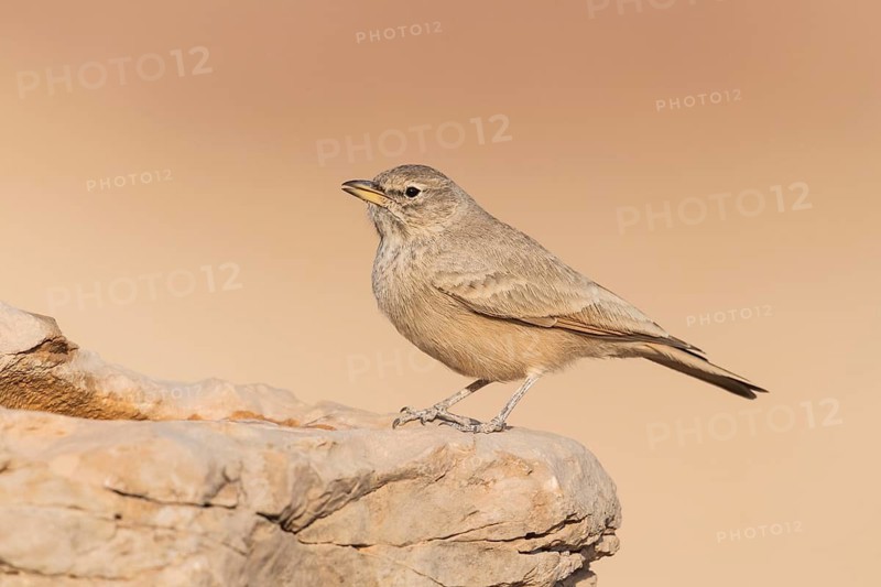 Desert Lark (Ammomanes deserti payni) perched on a rock, Eilat, Israel