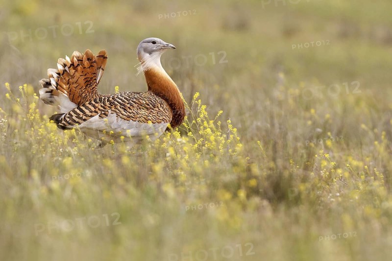 Great Bustard (Otis tarda), Castile, Spain