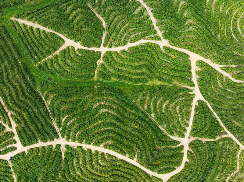 Cultivated orange trees (Citrus sinensis) and network of agricultural roads. Aerial view. Drone shot. Huelva province, Andalusia, Spain