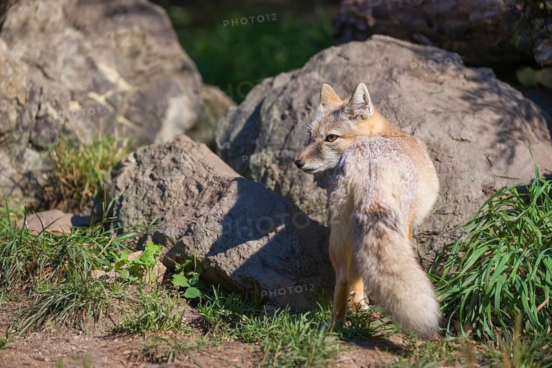 One corsac fox (Vulpes corsac) standing in front of some rocks