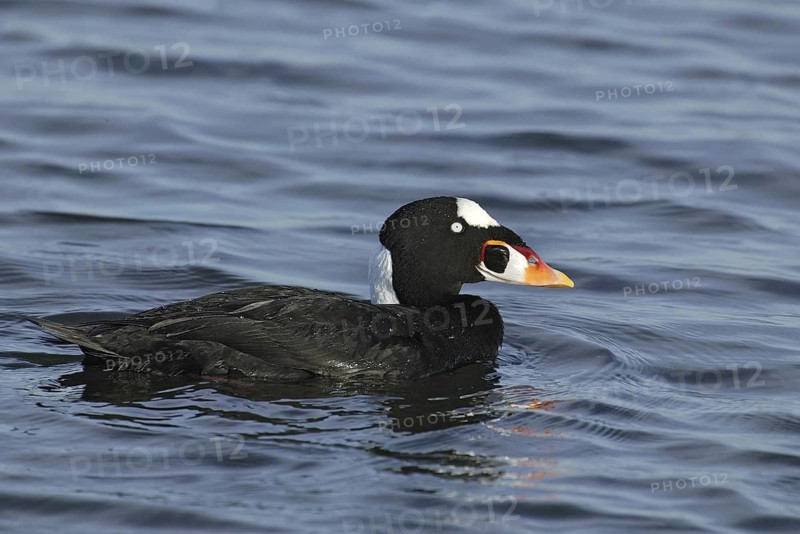 Surf Scoter (Melanitta perspicillata) male, California, USA