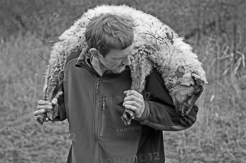 Young shepherd carrying a young, weak sheep on his shoulders, black and white, Pinnow, Mecklenburg-Western Pomerania, Germany