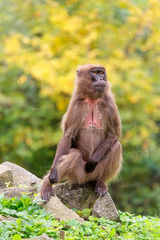 A female Gelada (Theropithecus gelada), or bleeding-heart monkey sits in beautiful light on a rock lying in green vegetation. A green and yellow forest can be seen in the background