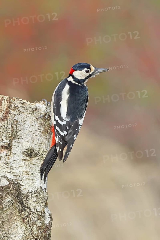 Great spotted woodpecker (Dendrocopus major), male, foraging on the trunk of a common birch (Betula pendula), wildlife, woodpeckers, nature photography, autumn, Wilnsdorf, North Rhine-Westphalia